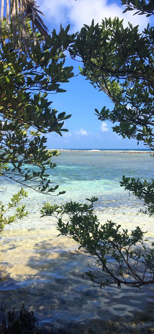 beach, island, branches, trees, ocean, landscape