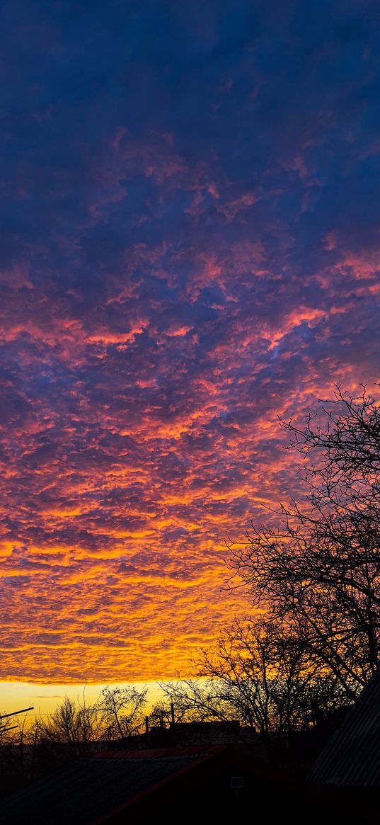 trees, branches, sunset, clouds, yellow, blue, fluffy