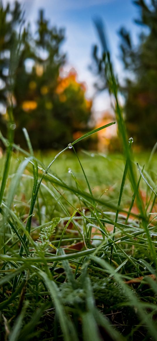 grass, plants, drops, dew, macro, nature