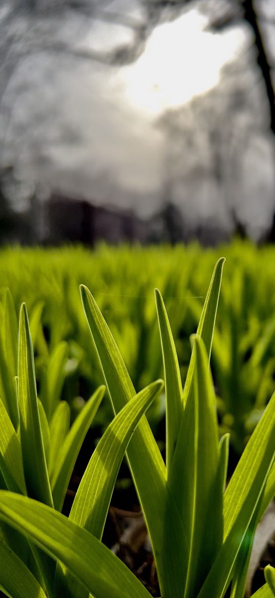 grass, plant, tree, blur, green, black