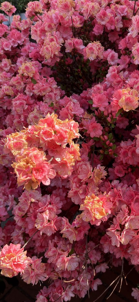 flowers, bush, plant, pink, yellow