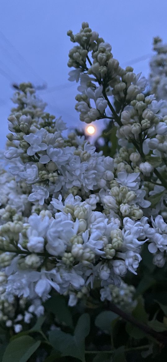 flowers, buds, branches, plant, light