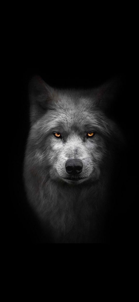 wolf, animal, gray, muzzle, black background