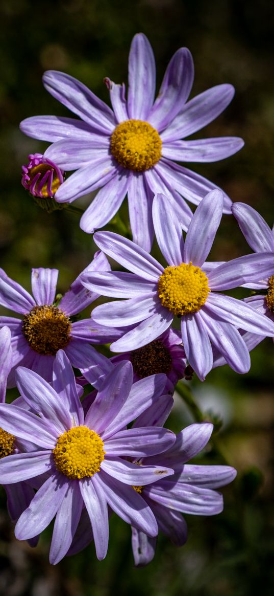 asters, flowers, petals, purple