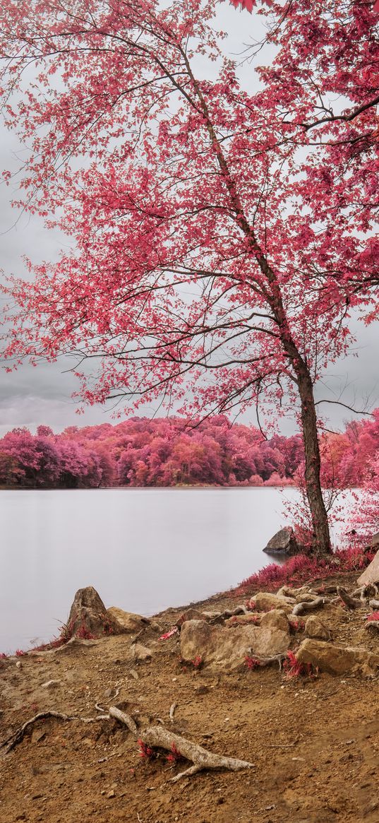 trees, coast, river, landscape, nature