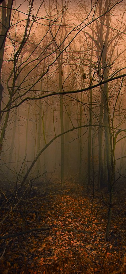 trail, forest, trees, fog, autumn, leaves