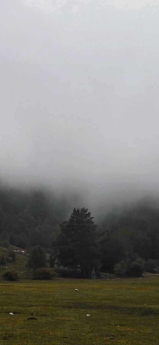 grass, meadow, trees, fog, landscape