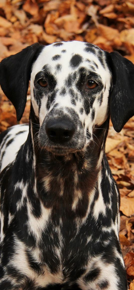 dalmatian, dog, pet, autumn