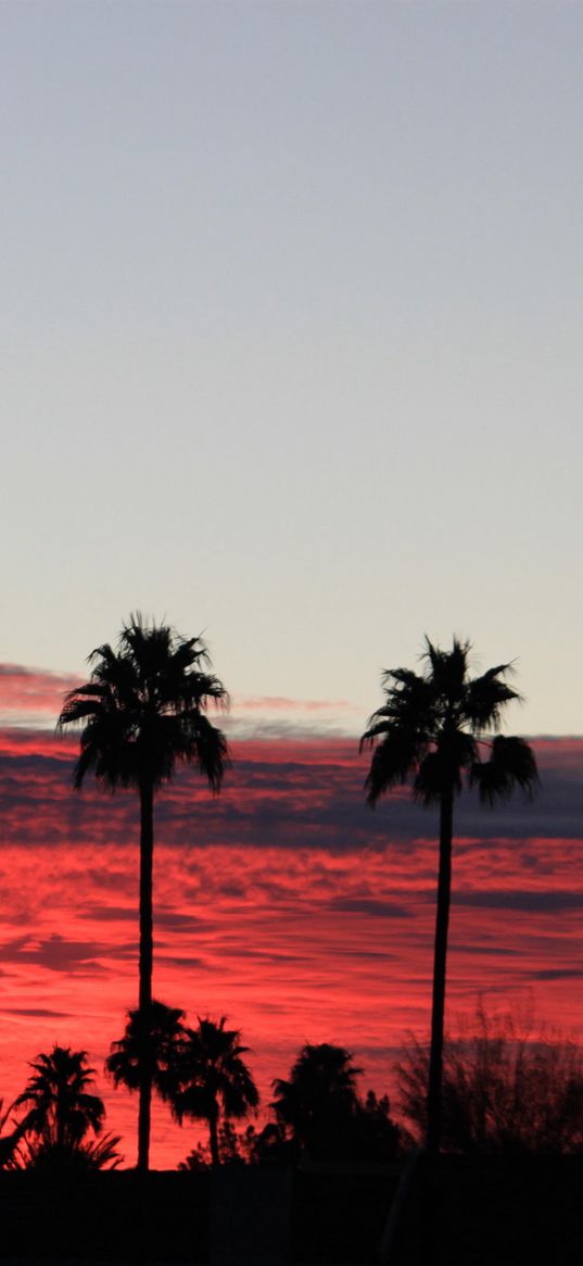 palm trees, silhouettes, evening, clouds