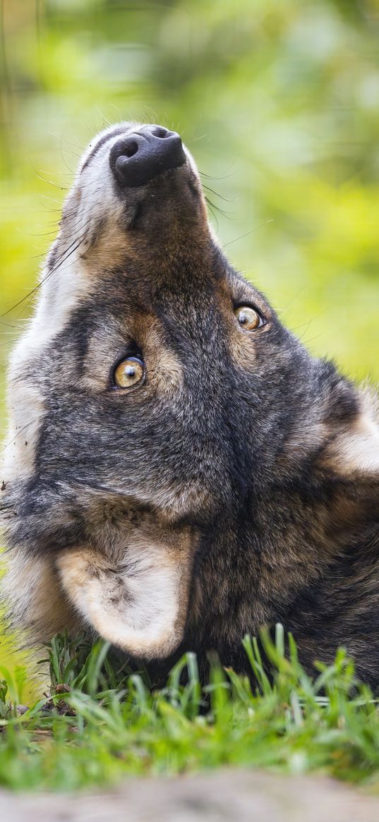 eurasian wolf, wolf, pose, predator, animal, grass