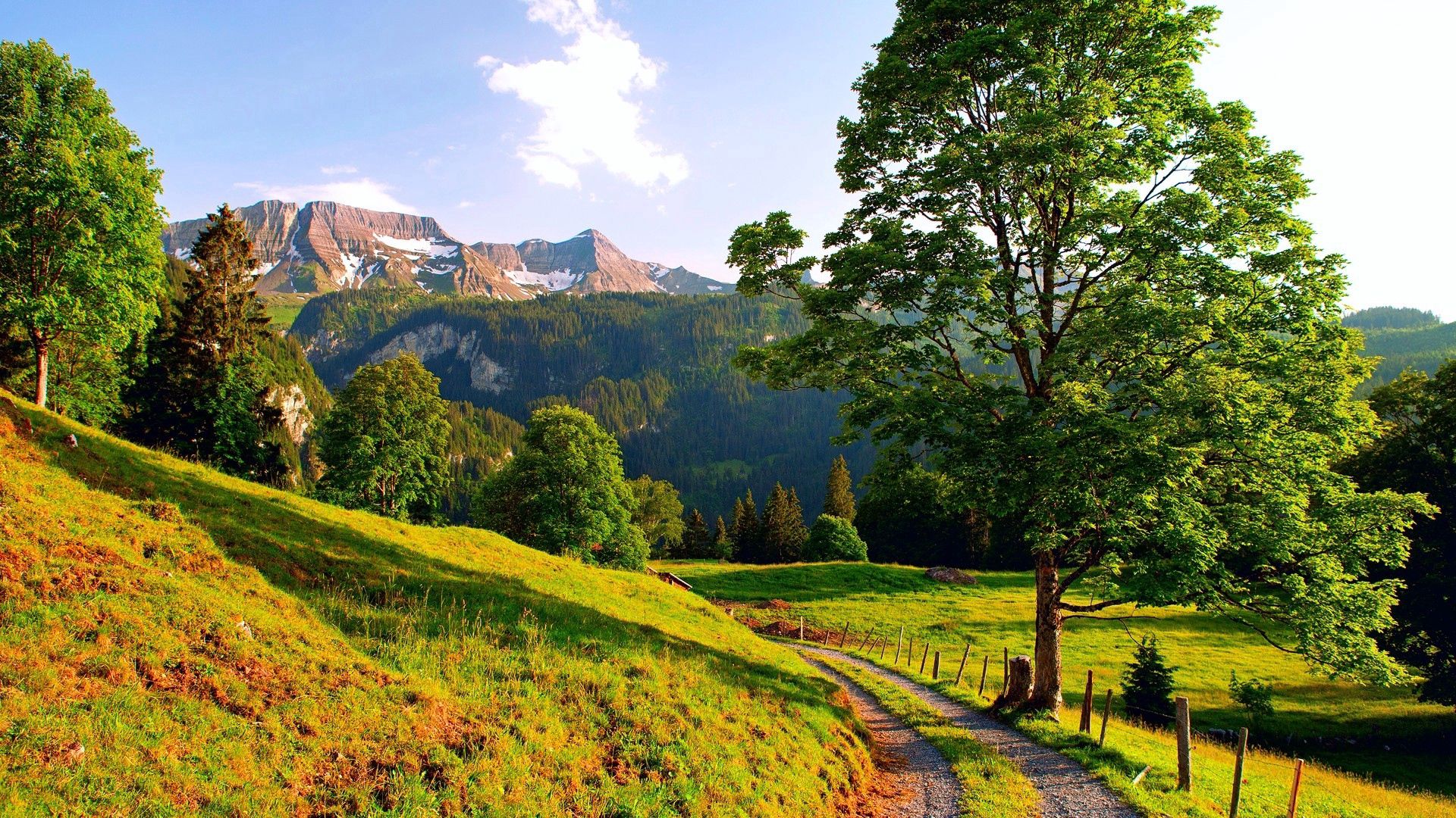 grass, trees, turning, summer