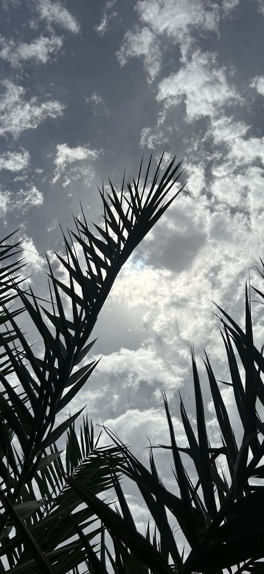 sky, plants, clouds, black and white