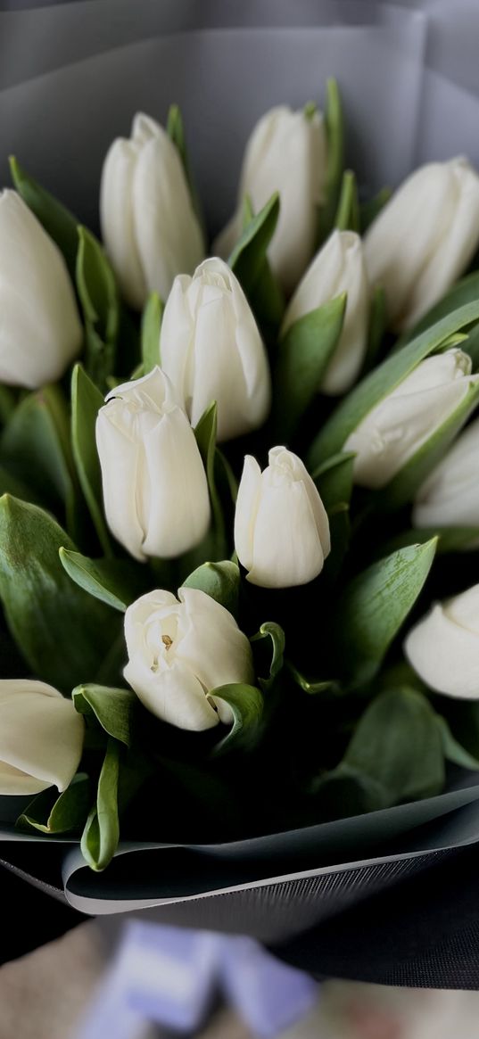 flowers, tulip, bouquet, white