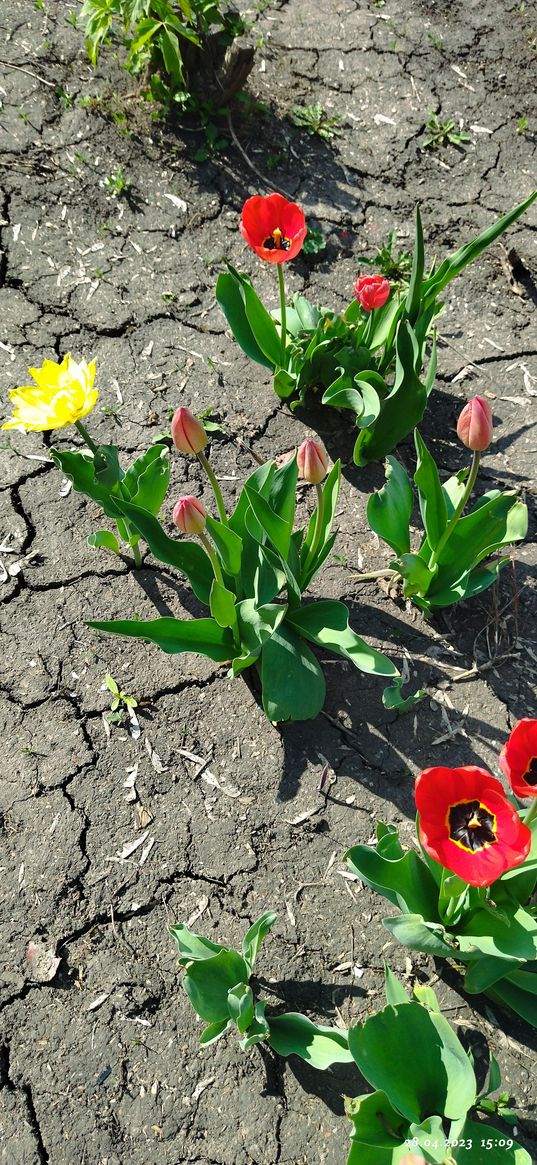 flowers, earth, drought, sun, nature