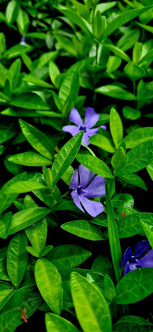 green, flowers, purple, plants