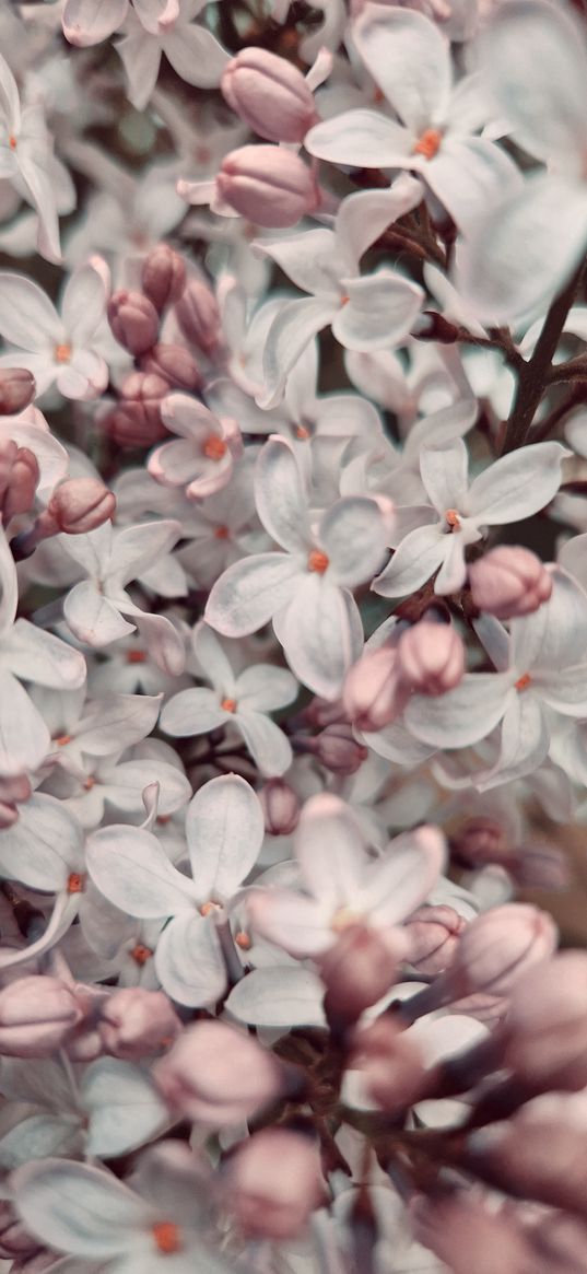 flowers, pink, spring, lilac bush