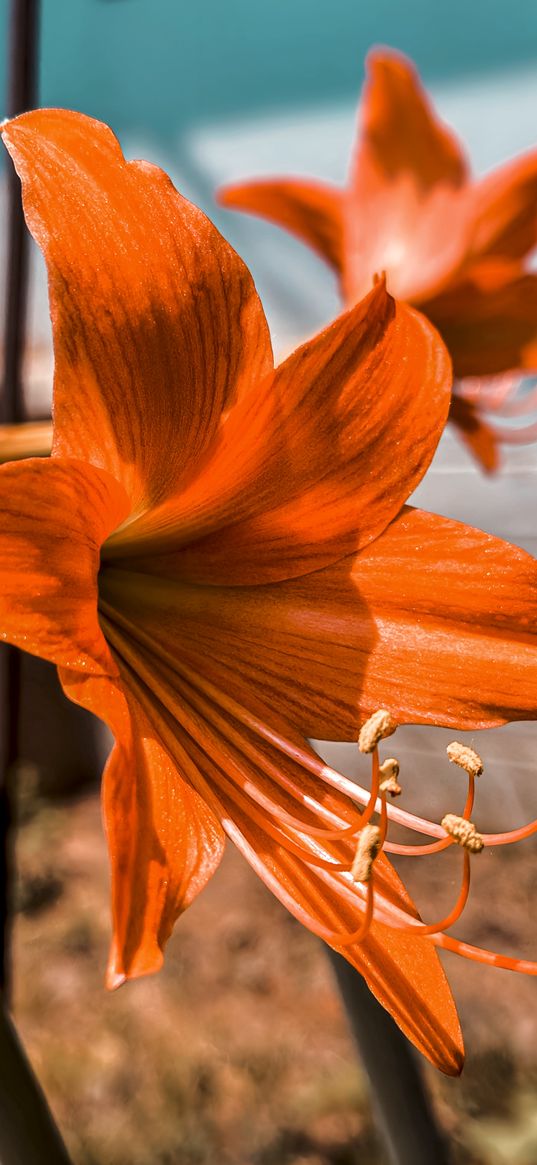 hippeastrum, amaryllis, flower, orange, nature