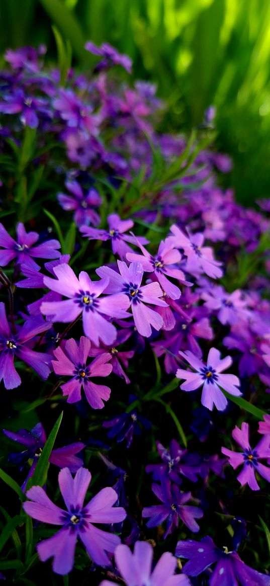 flowers, purple, nature, plant, field