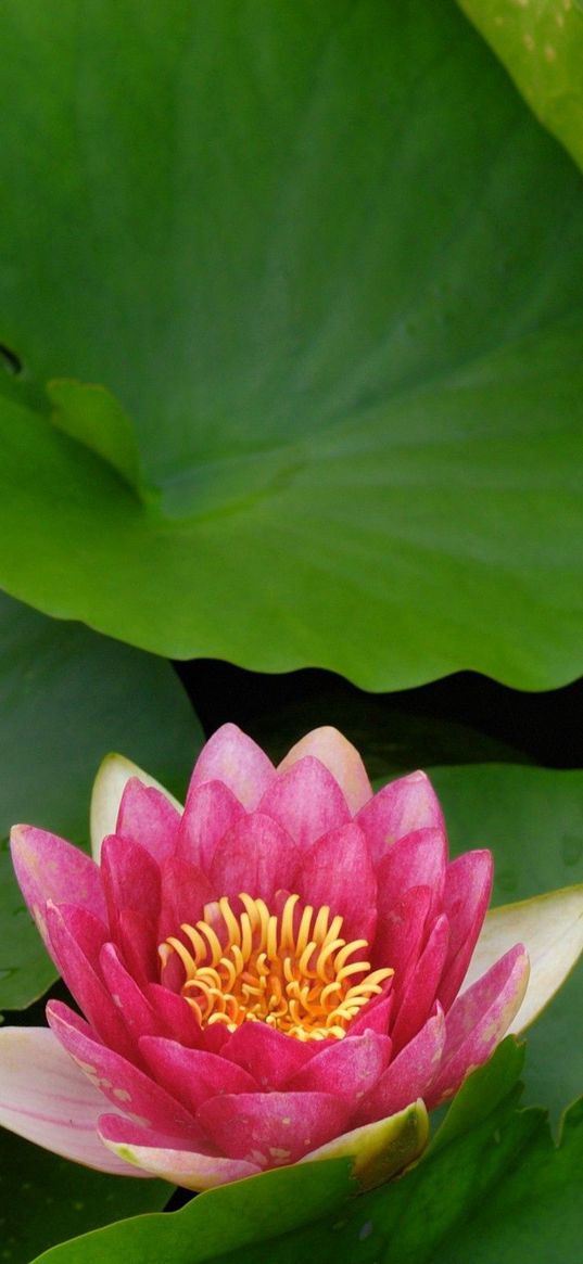 flower, lily, lotus leaves, water