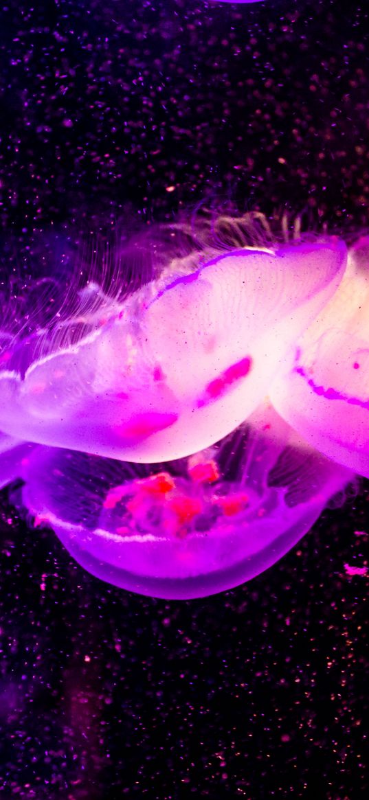 jellyfish, transparent, underwater world, purple