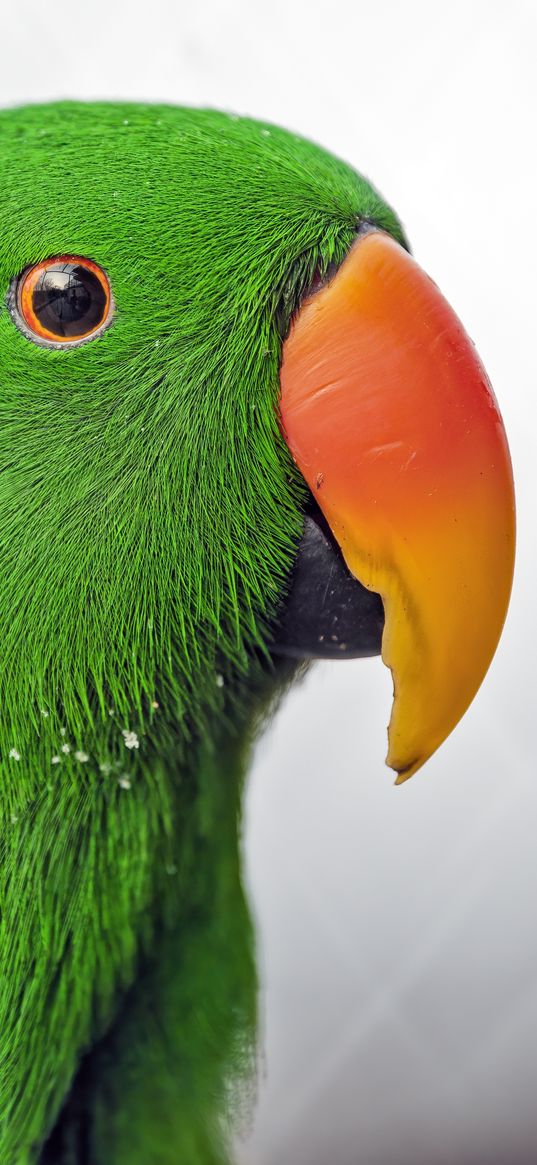 eclectus, parrot, beak, green