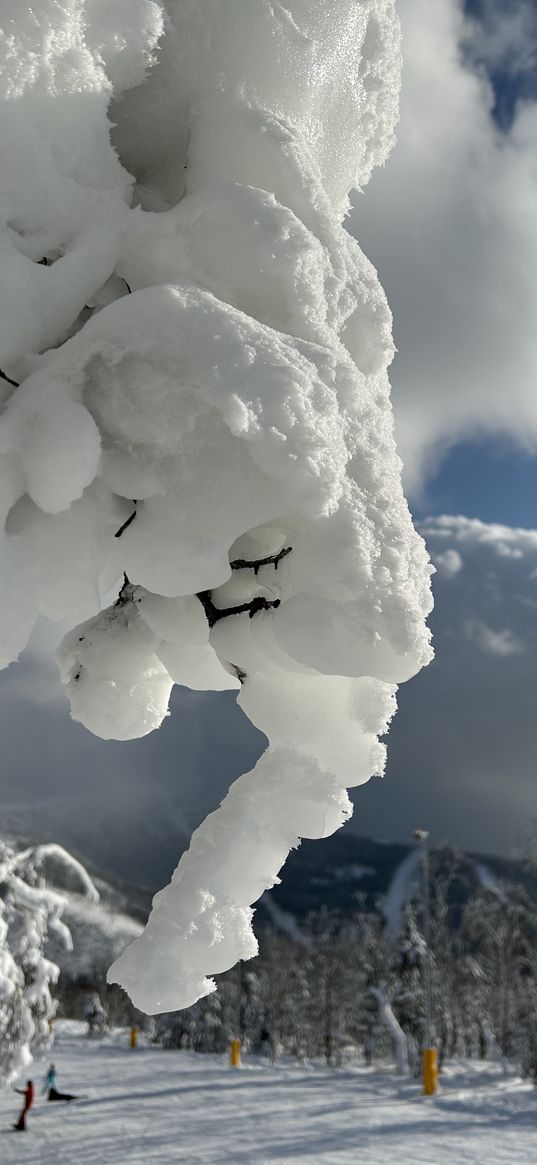 branch, snow, skiers, descent, mountains, winter, nature