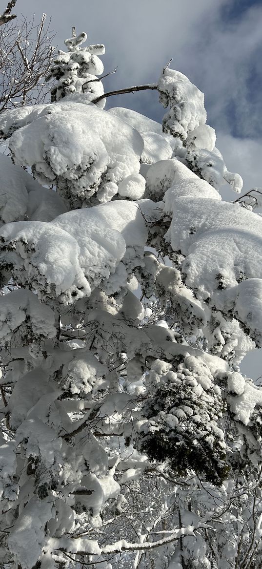 branches, snow, christmas tree, trees, forest, winter, nature