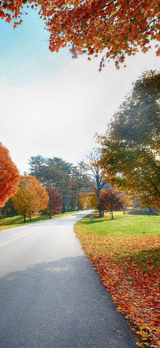 road, markings, autumn, trees