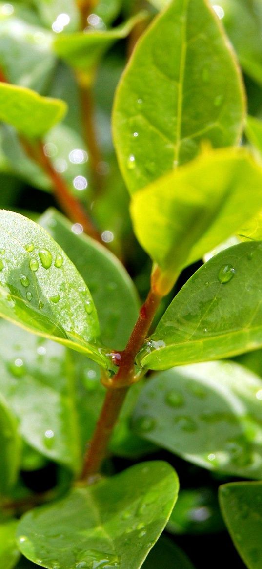 leaves, plant, drops, green, branches