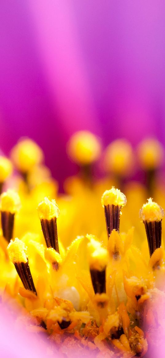 osteospermum, petals, flower, macro, pollen