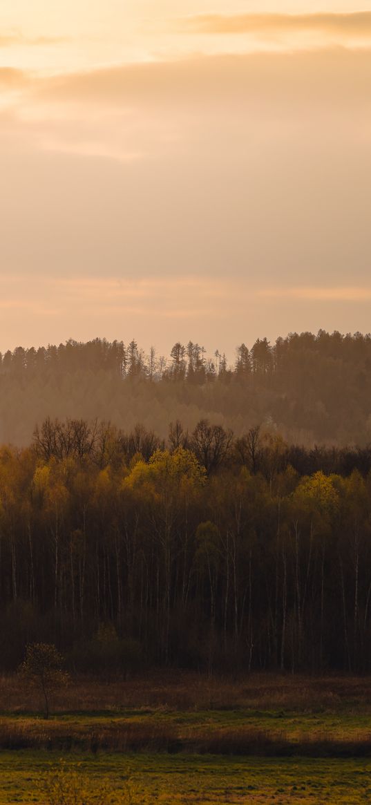 trees, forest, meadow, nature