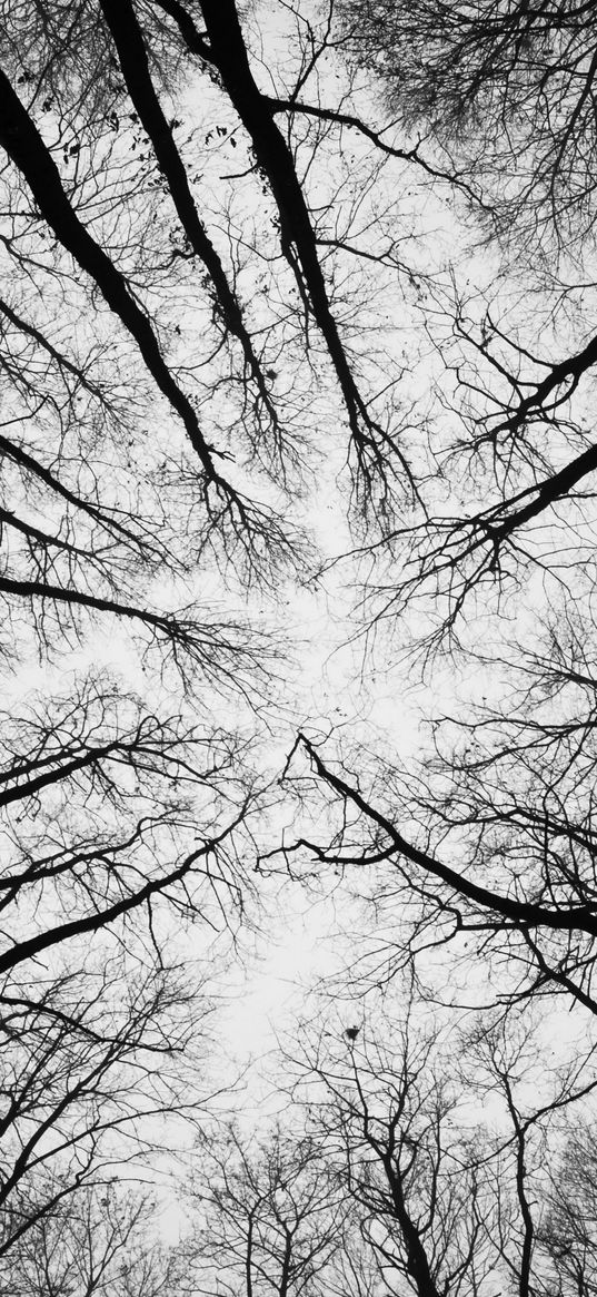 trees, branches, bottom view, sky, black and white