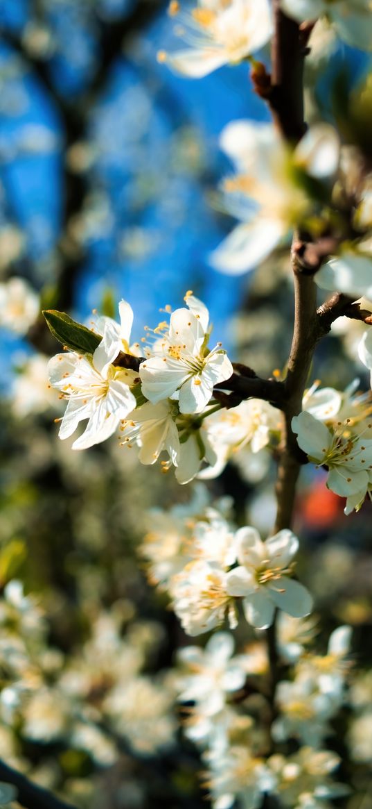 apricot flowers, apricot, flowers, spring, petals