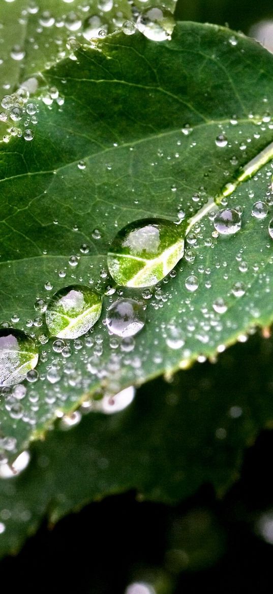 leaf, drop, tree, green, wet