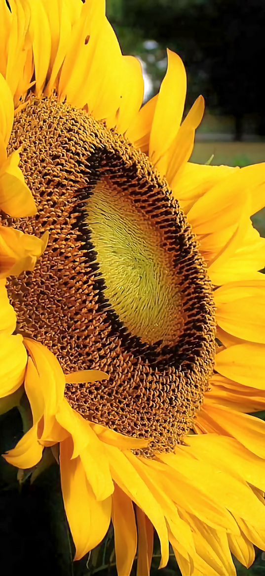 sunflower, flower, macro photography, yellow, nature, summer