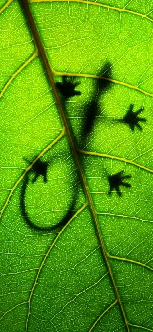 gecko, leaf, silhouette, green, animal world, macro