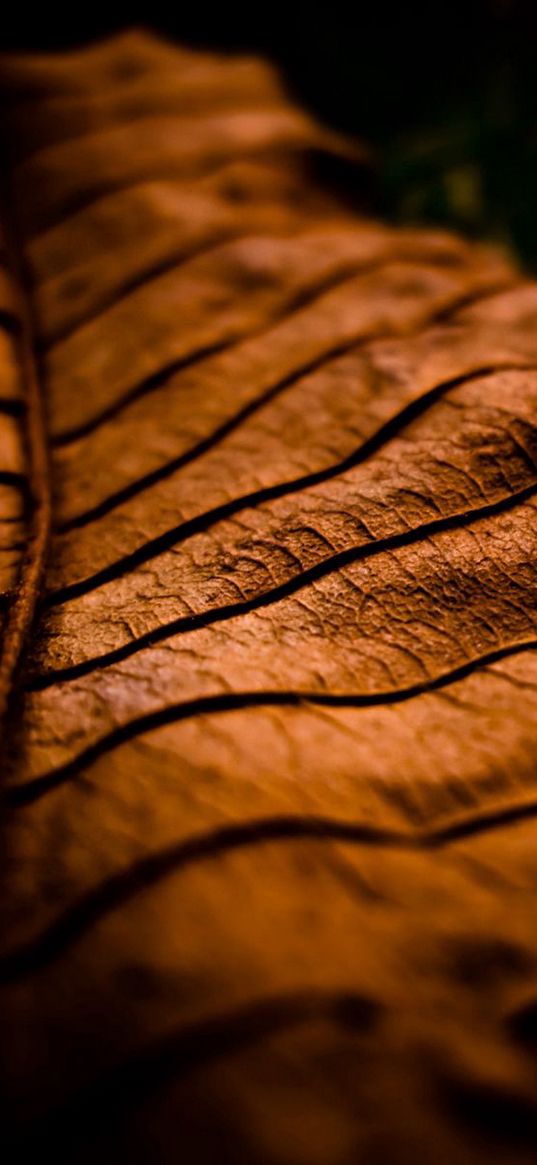 leaf, dry, shade, brown