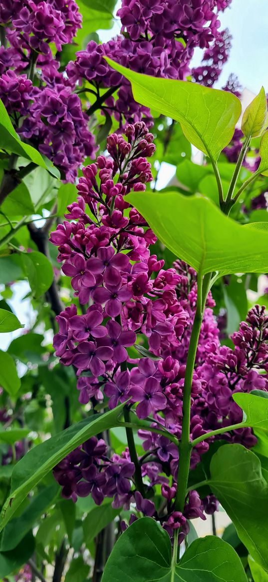 lilac, flowers, foliage, tree, spring