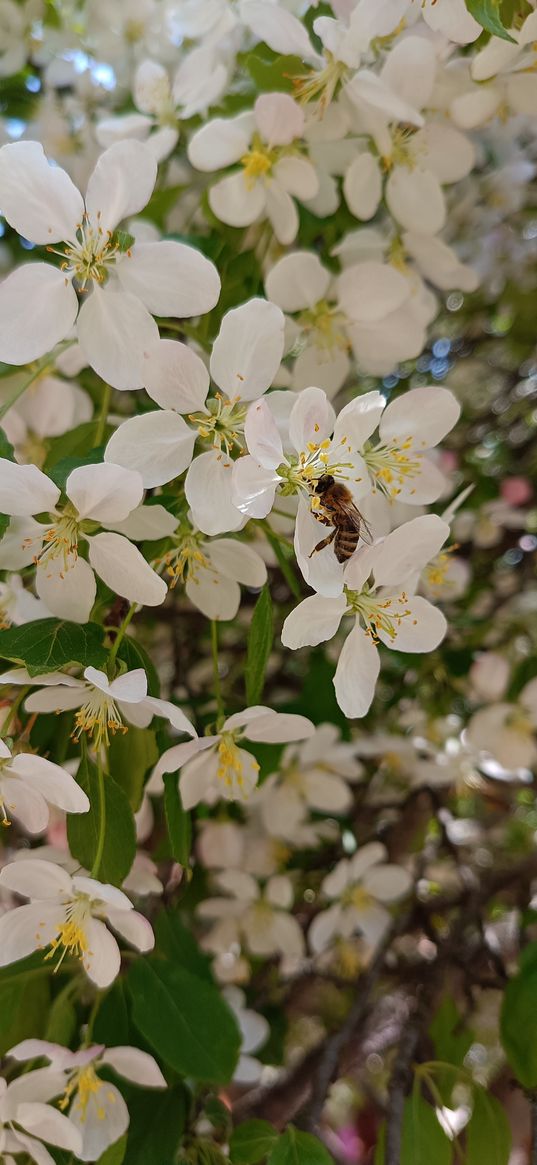 bee, flowers, apple tree, spring