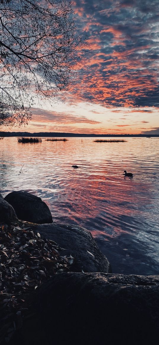 lake, sunset, nature, ducks