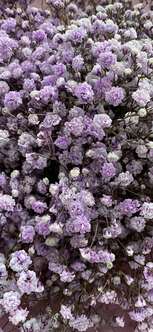 gypsophila, flowers, holiday, purple