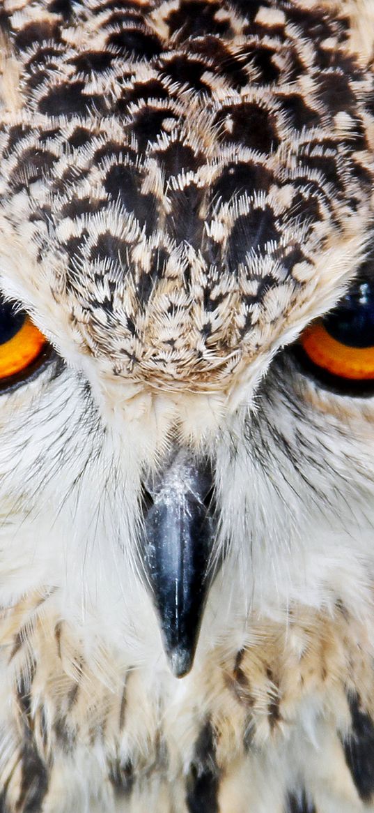 owl, beak, eyes, close up