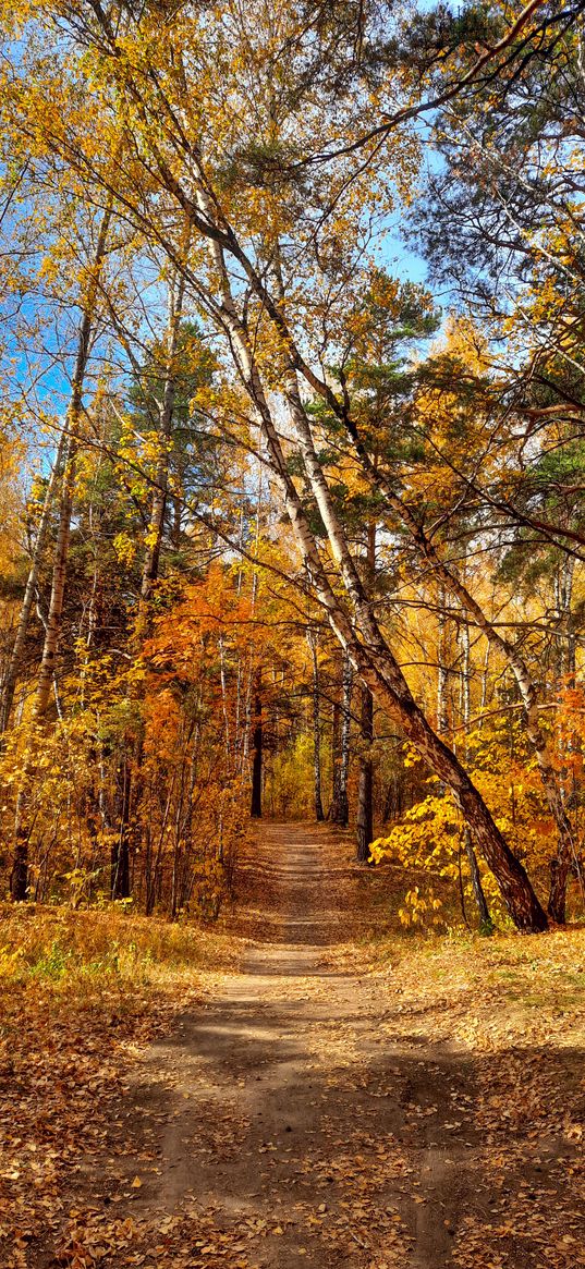 path, leaves, trees, forest, yellow, autumn, nature