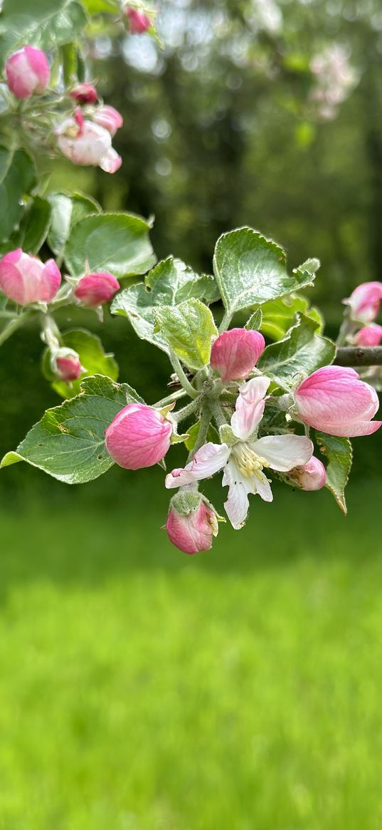 apple tree, flowers, branch, tree, pink, garden, spring, nature