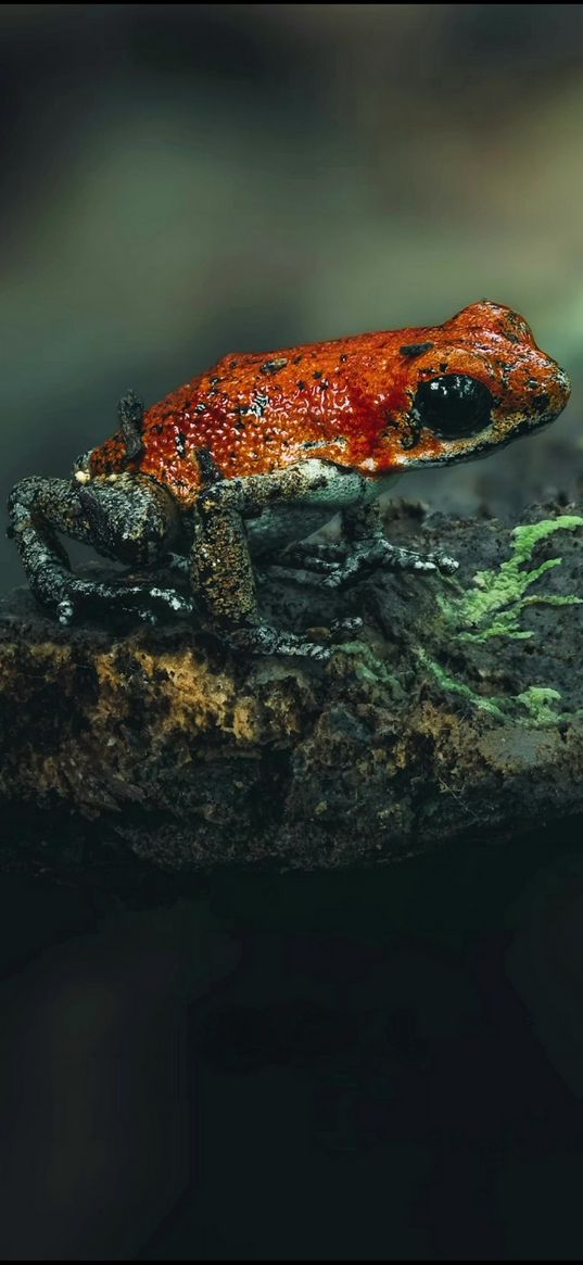 frog, rock, orange, wildlife