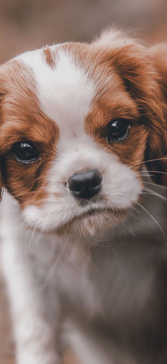 dog, puppy, look, bucket