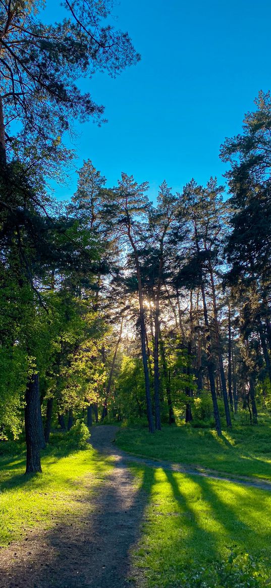 forest, trees, clearing, grass, sun rays