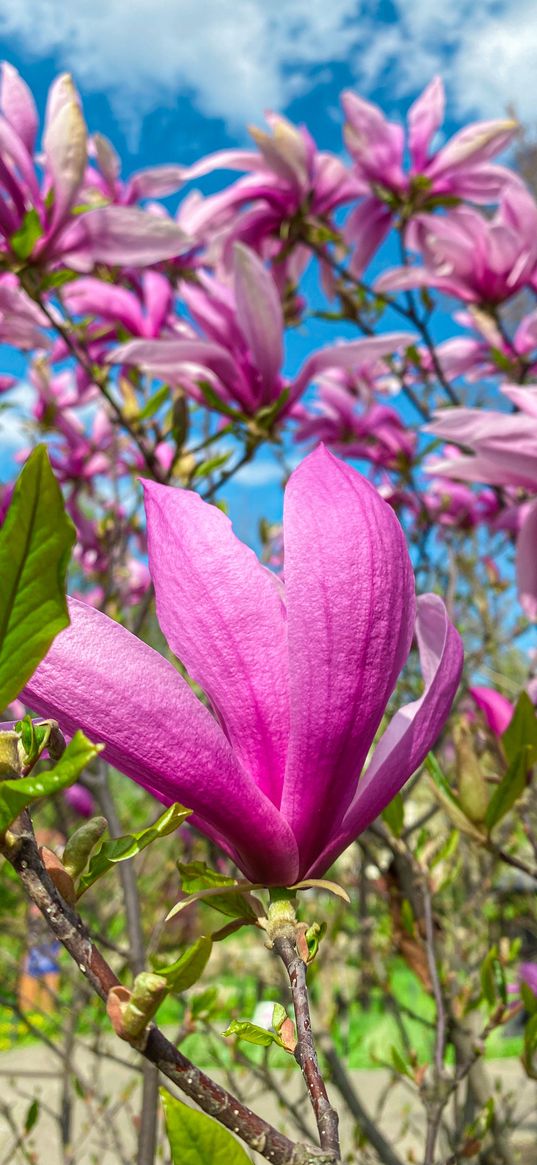 magnolia, spring, pink, nature