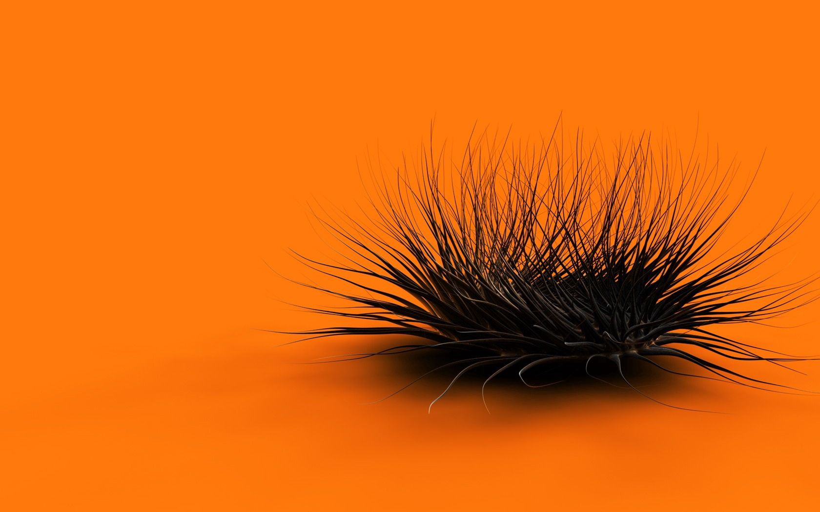 orange, black, feathers, form