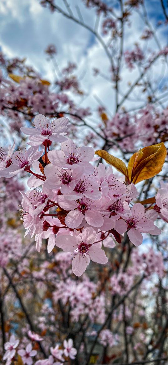 cherry, tree, flowers, pink